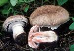 Agaricus pattersonae - fungi species list A Z